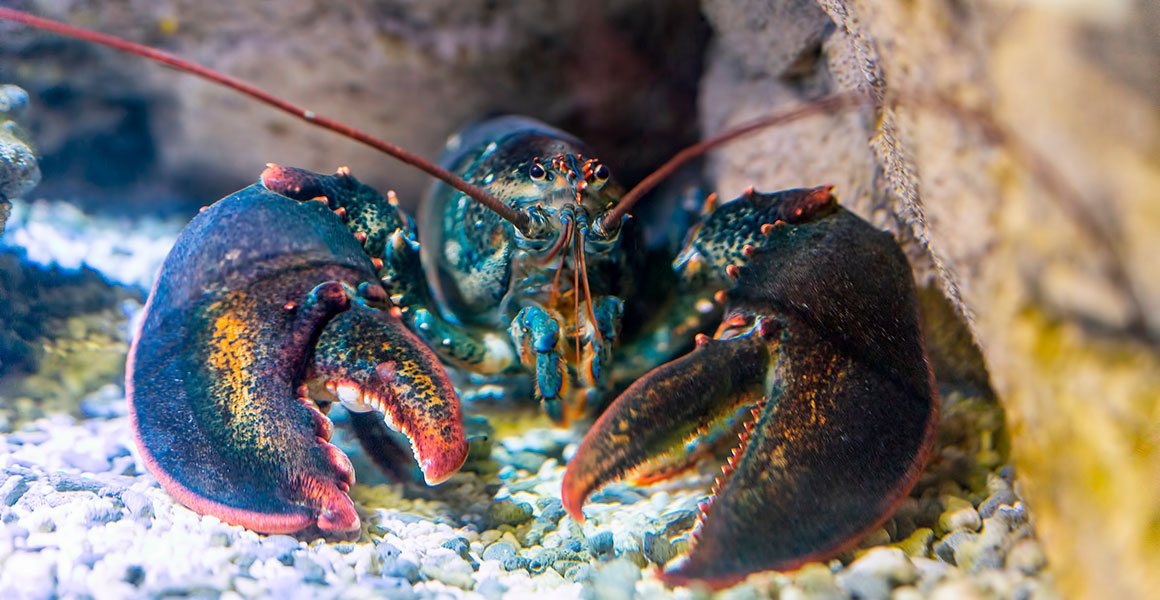 A lobster resting on the seabed