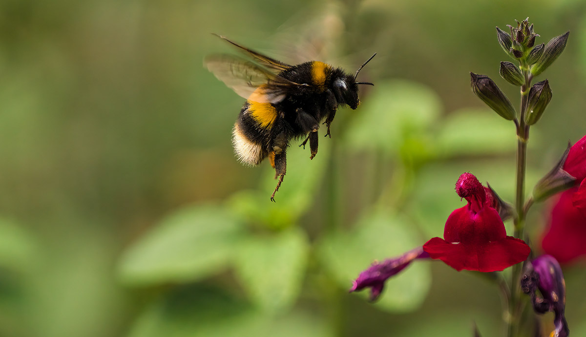 A bumblebee in mid flight heading for a brightly coloured flower. 