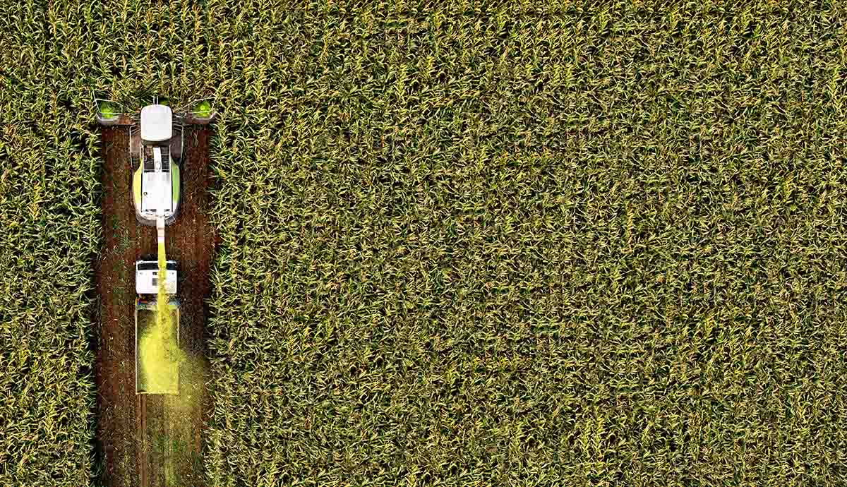 A top down view of a farm machine going through a crop field. 