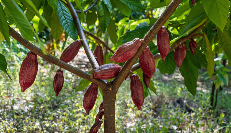 A red cacao tree with pods hanging from its branches