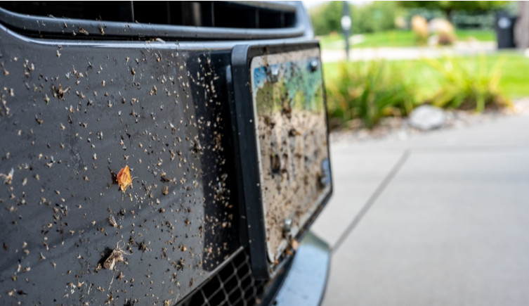 Insects splatted on the front bumper and numberplate of a car
