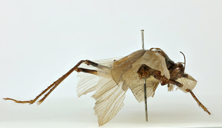 The pinned Prophalangopsis obscura seen from the side