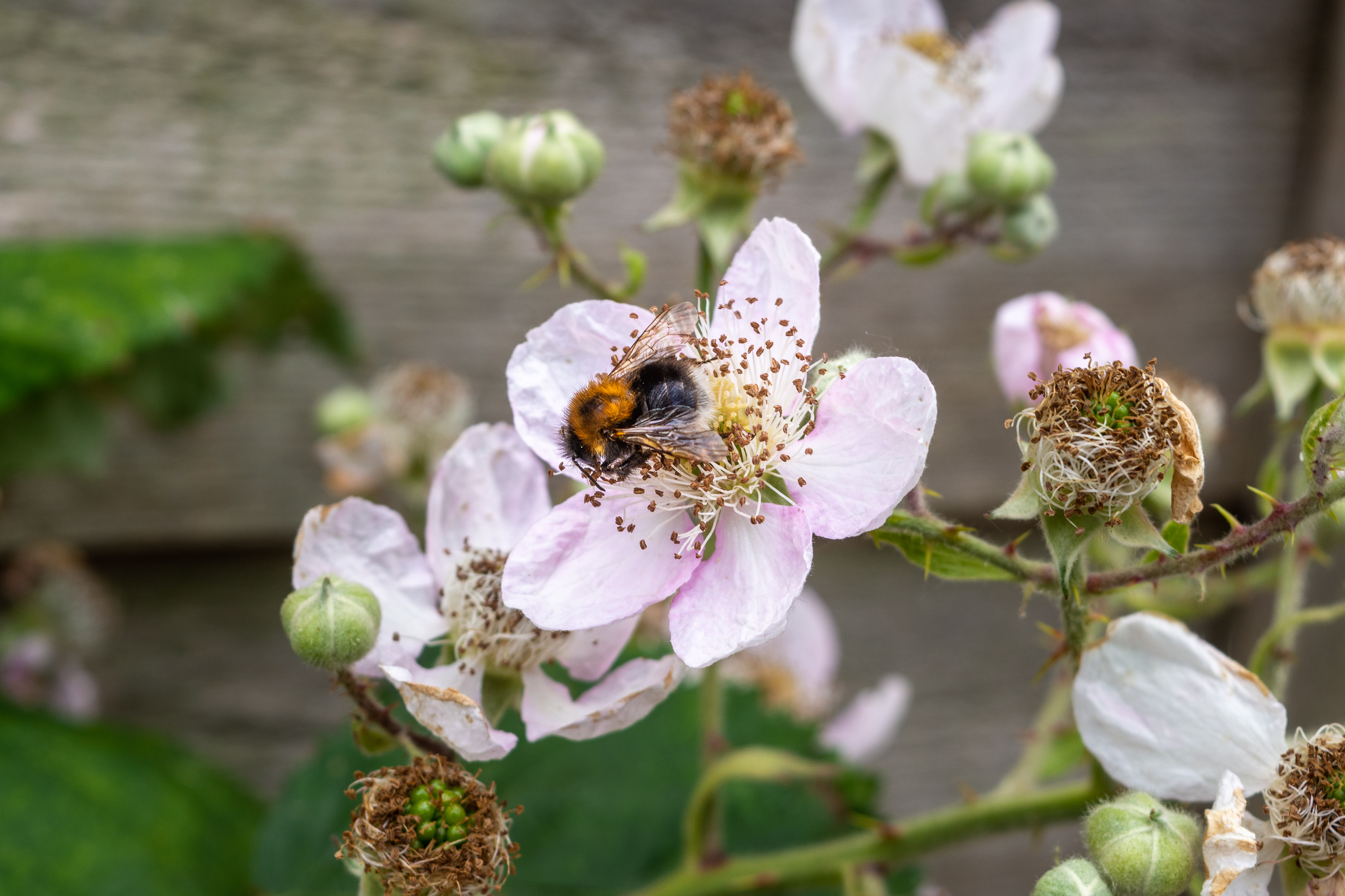 A bumblebee buzzes in a blackberry flower