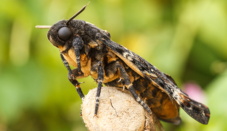 A death's-head hawkmoth on a stick facing the camera