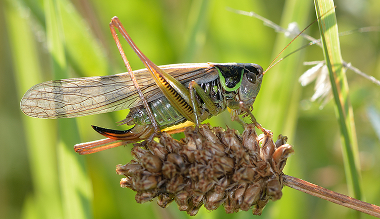 A Roesel's bush-cricket sits on a dried flower head in the grass on a sunny day