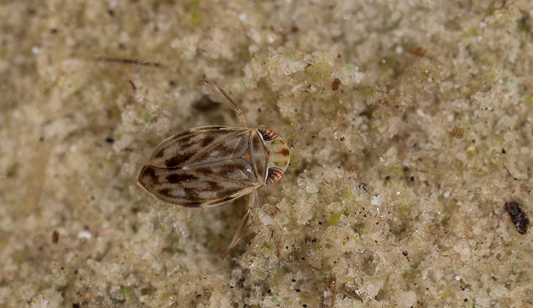 A lesser water boatman underwater on sand