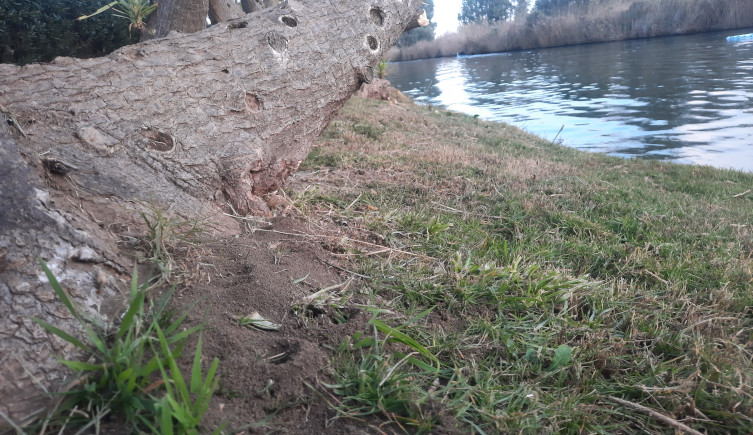 A red imported fire ant nest under a tree log near a river.