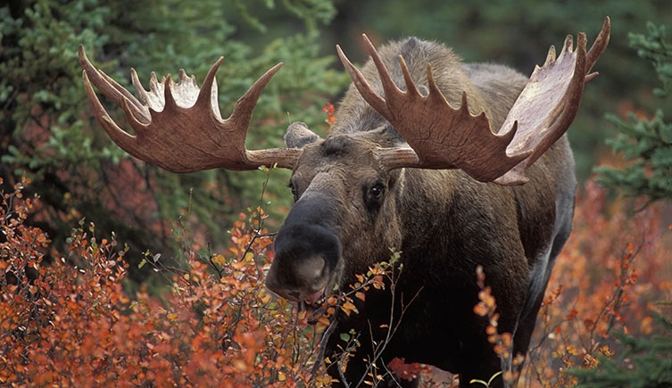 An elk or moose among vegetation