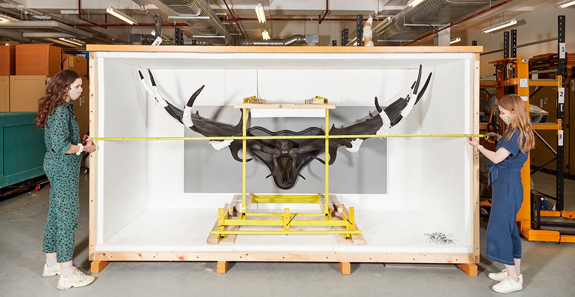 Two Museum staff next to a storage crate containing an enormous Irish elk specimen
