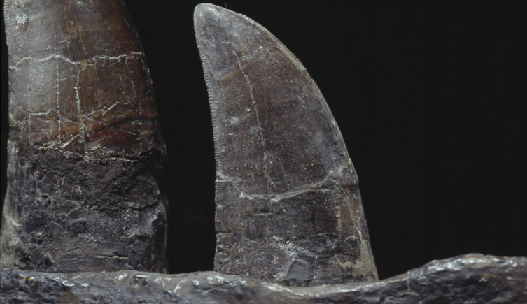 A close-up of a jaw of a Tyrannosaurus rex, with one serrated tooth in the centre of the image.