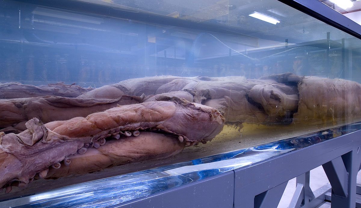 A preserved giant squid specimen in a glass tank