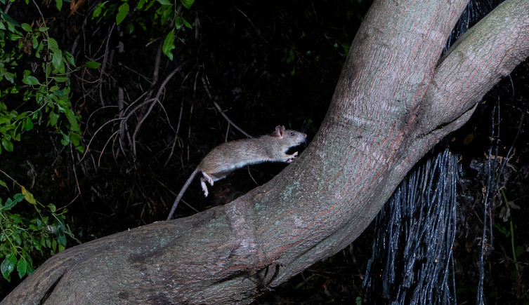 A black rat climbs a tree