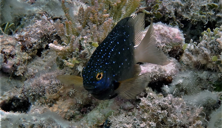 A jewel damselfish swims in a coral reef near rat-free islands