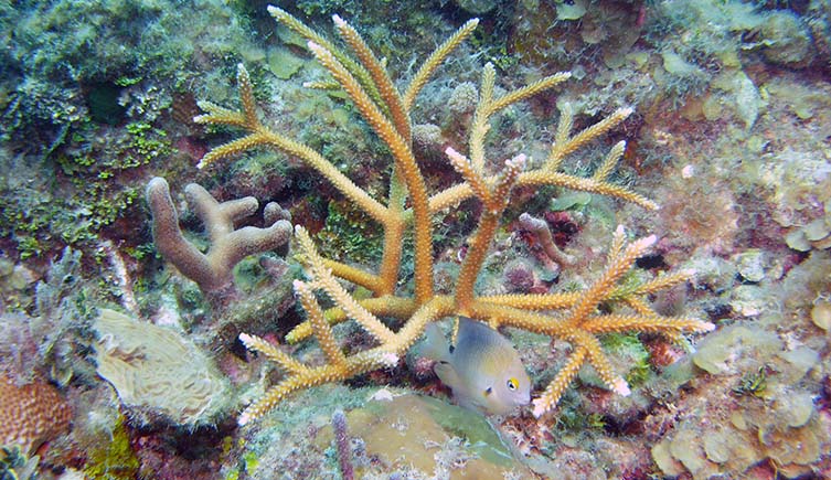 A damselfish sits under the branch of an orange staghorn coral with white tips.
