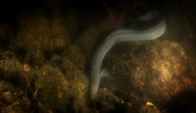 An eel swims along the bottom of a stony river. 