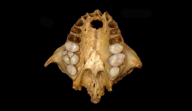 The skull of a now extinct Jamaican monkey