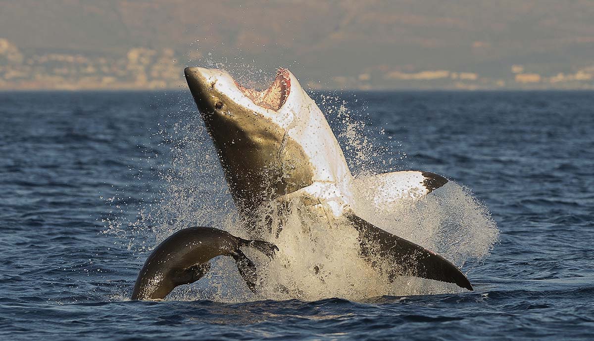 A great white shark breaches the ocean’s surface, having narrowly missed a seal.