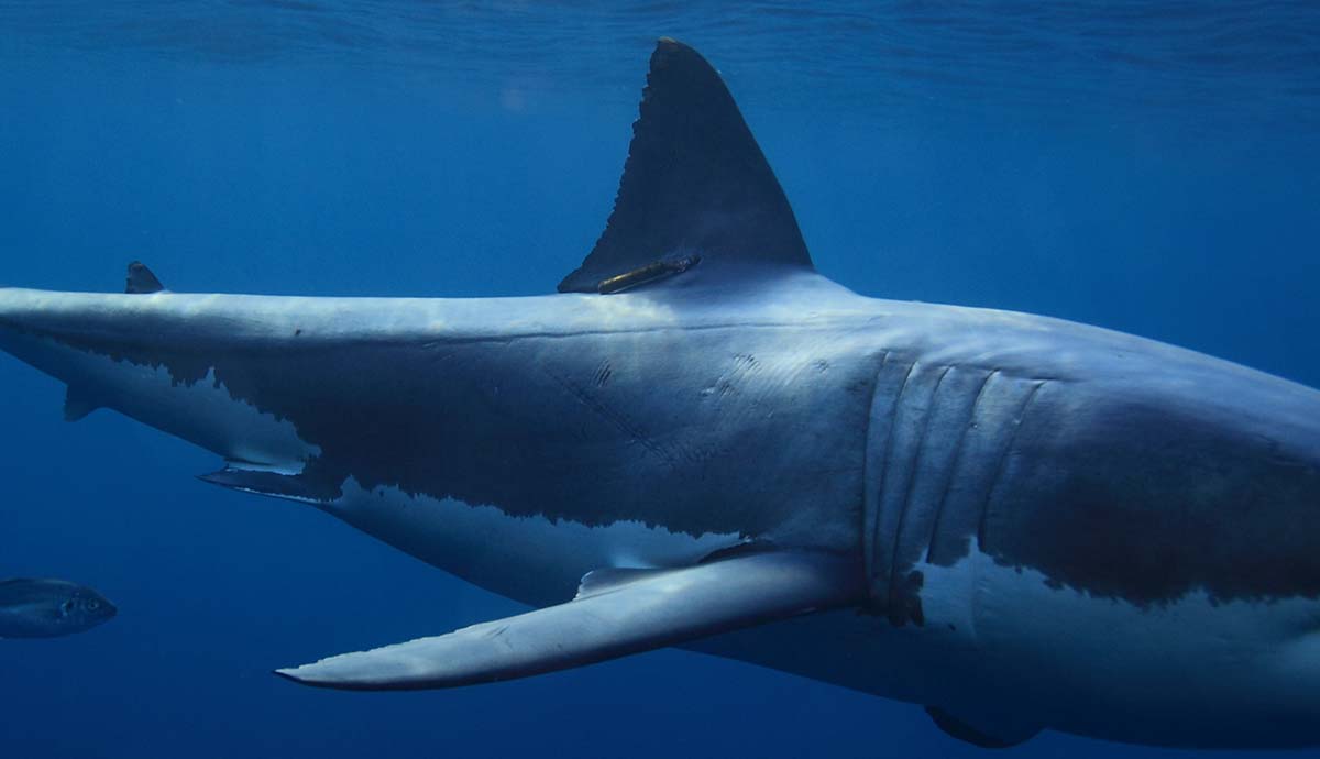 The side of a great white shark, with its lateral line clearly visible.