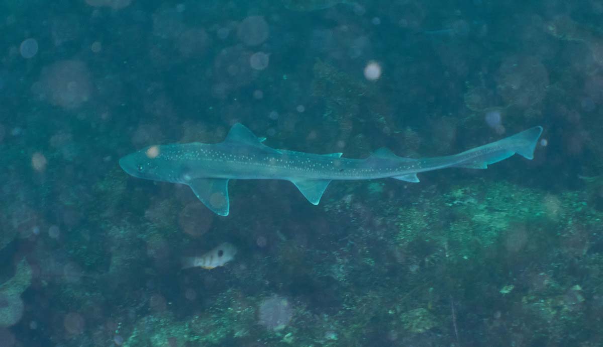 A type of small shark known as a rig swims underwater.