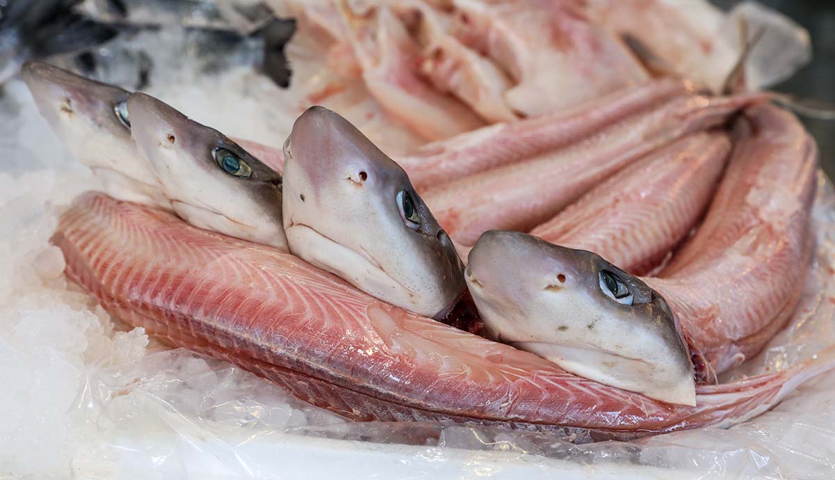 Four small sharks, with the skin removed from their bodies, lying on ice.