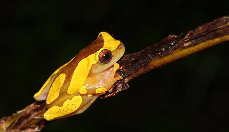 Bright yellow and brown treefrog sat on a branch 