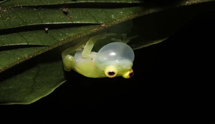 A small green frog calling with its throat expanded.