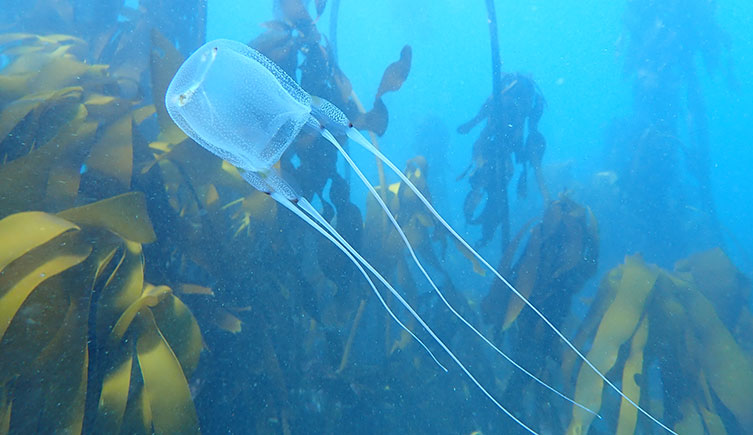 A box jellyfish floats through a kelp forest.