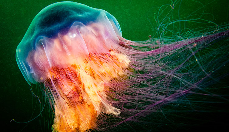 A lion's mane jellyfish with its hundreds of very thin tentacles flowing out beside it.