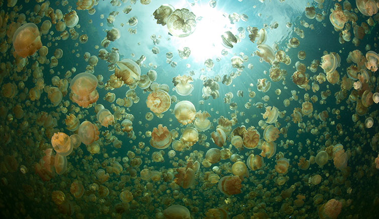 Hundreds of golden jellyfish floating near the ocean's surface.