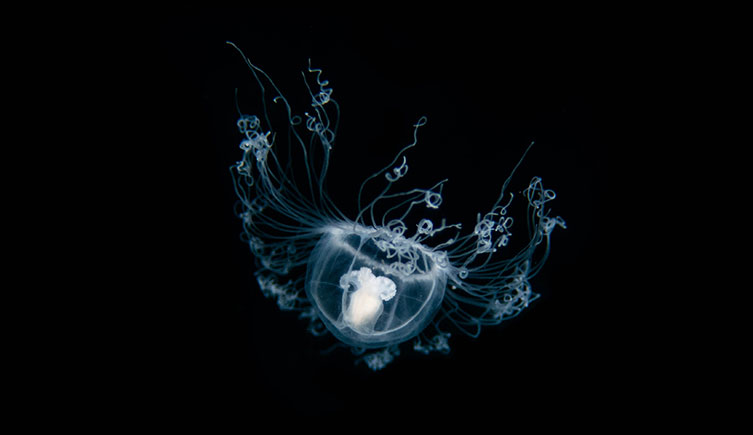 An immortal jellyish floats through the ocean.
