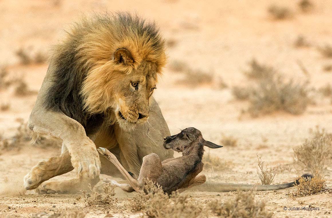Johan Kloppers's image in the People's Choice shortlist