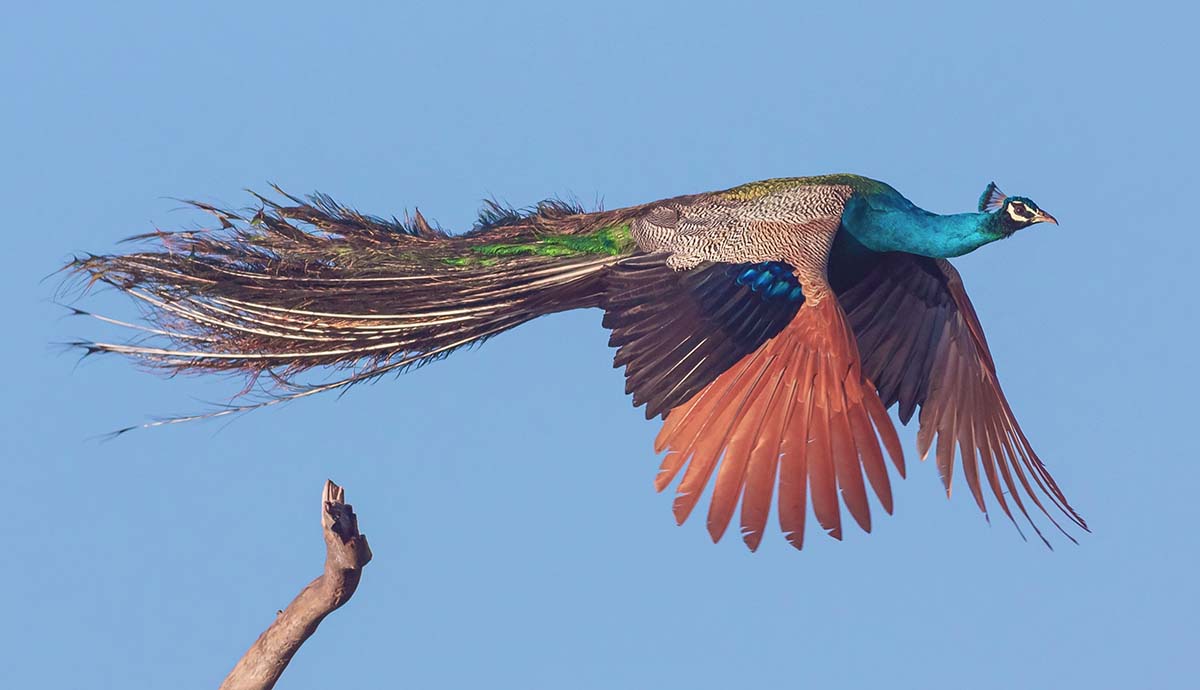 A peacock flies through the air.