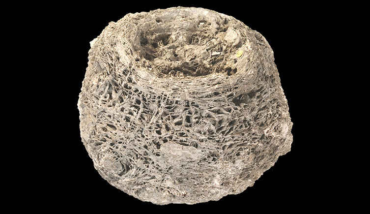 A trunk of the Bennettitalian Cycadeoidea microphylla.