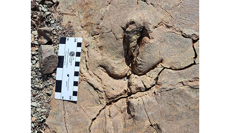 A fossilised bird-like footprint in rock. 