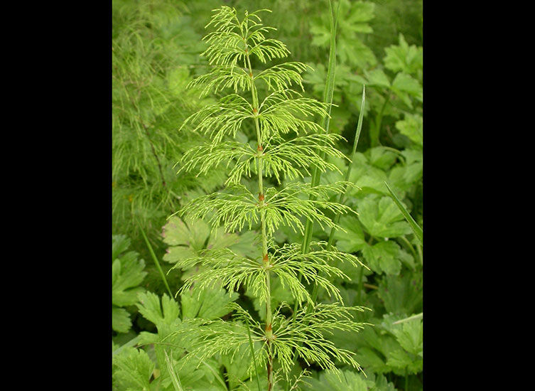 A long, pale green plant stem. Branching branches sprout in a circle around the stem at regular intervals up the plant. 