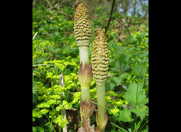 A green-stemmed plant sprouting from the ground. At its tip is a cone-like structure. 