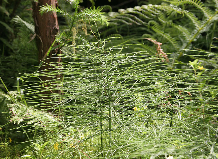 Tall green plant stems with numerous long, thin, green branches growing straight outwards, parallel to the ground. 