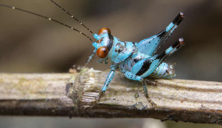 A bright blue and black striped katydid with orange eyes sitting on a brown twig. 