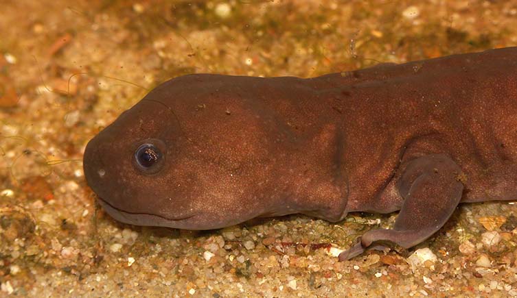 The head and upper body of a brown salamander standing on yellow sand.
