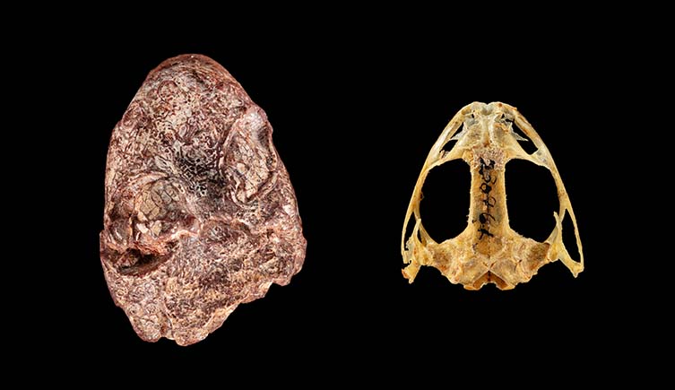 The brown fossil of Kermitops gratus (left) and a modern frog skull (right) on a black background.