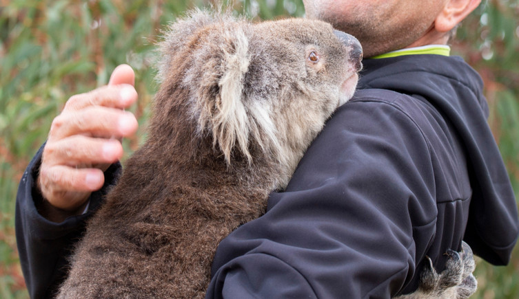 A koala is carried by a rescue worker