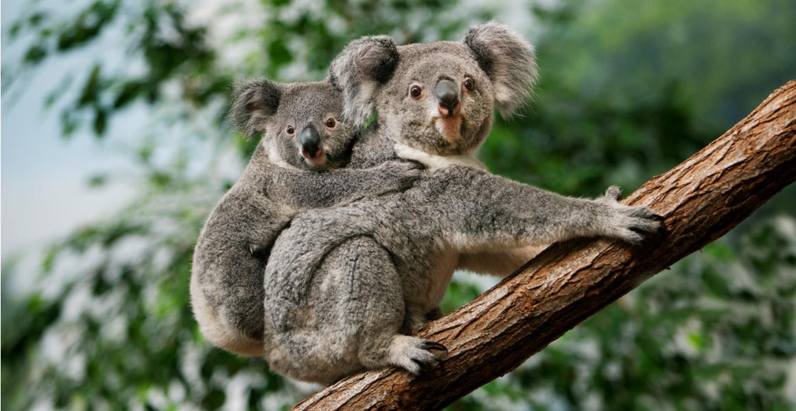その他 THE KOALA: A Natural History The Koala Small Enough to Cuddle Like a Cat - The New York Times