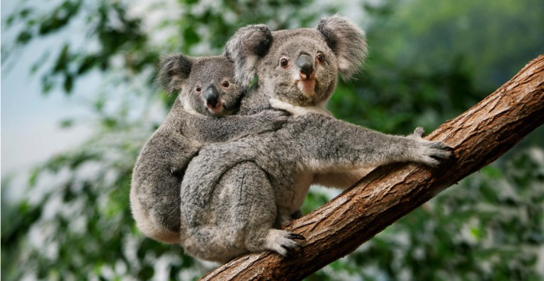 その他 THE KOALA: A Natural History Koala: A Natural History and an Uncertain Future (Science on