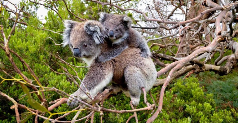 その他 THE KOALA: A Natural History Amazon.com: Koala: A Natural History and an Uncertain Future
