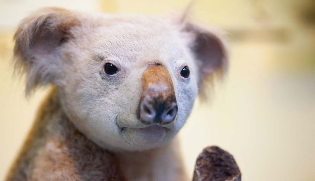 A slightly washed out, pale looking taxidermied koala on display. 