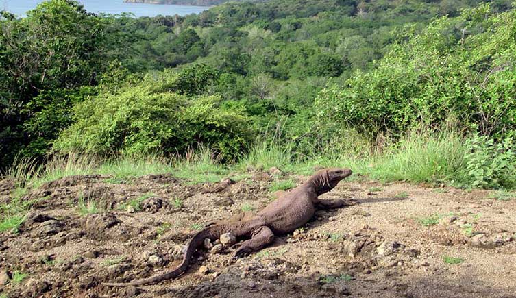 A Komodo dragon on Sulphurea Hill overlooking Komodo National Park