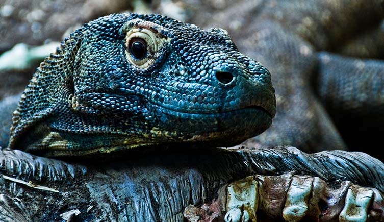 The face of a Komodo dragon