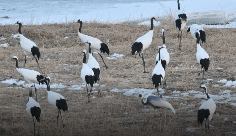 Red-crowned cranes in a field in the DMZ