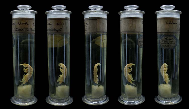 A photo showing five glass jars containing individual krill.