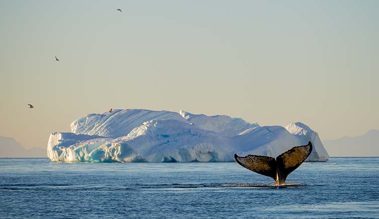 A whale fluke sticks out of the water as it dives in front of a large iceberg.